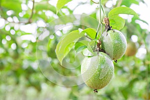 Passion fruit (passiflora edulis) photo