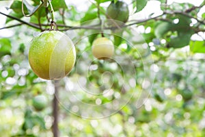 Passion fruit (passiflora edulis)