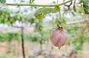 Passion fruit (passiflora edulis), selective focus. photo