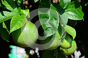 Passion fruit in Passion fruit garden