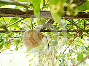 Passion fruit plant on hang wooden.