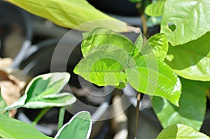 passion fruit plant, Passiflora edulis or Passionfruit or Maracuja