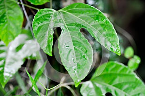 passion fruit plant, Passiflora edulis or Passionfruit or Maracuja leaf and rain drop