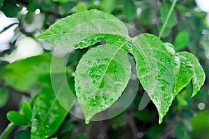 passion fruit plant, Passiflora edulis or Passionfruit or Maracuja leaf and rain drop