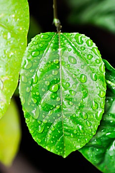 passion fruit plant, Passiflora edulis or Passionfruit or Maracuja leaf and rain drop