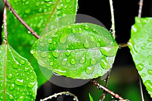 passion fruit plant, Passiflora edulis or Passionfruit or Maracuja leaf and rain drop