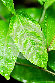 passion fruit plant, Passiflora edulis or Passionfruit or Maracuja leaf and rain drop