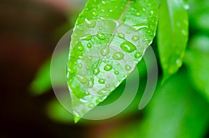 passion fruit plant, Passiflora edulis or Passionfruit or Maracuja and rain drop