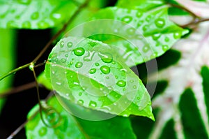passion fruit plant, Passiflora edulis or Passionfruit or Maracuja and rain drop