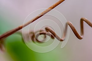 Passion fruit plant tendrils in a garden