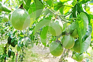 Passion fruit plantation