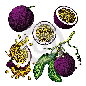 passion fruit set sketch hand drawn vector