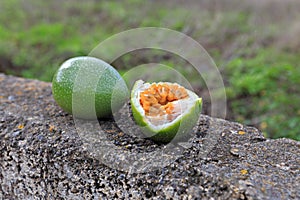 Passion-fruit on a stone fence in farmers backyard, Tenerife, Spain