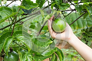 Passion fruit on tree