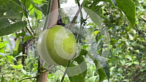 Passion Fruit on a tree close-up. tropical fruits