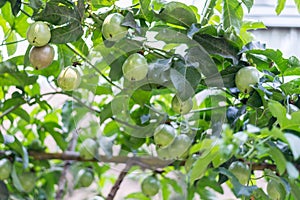 passion fruit on tree in garden