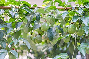 passion fruit on tree in garden