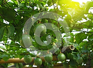 Passion fruit tree isolated  in the garden