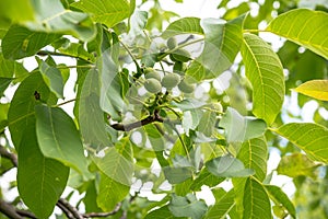 The passion fruit tree