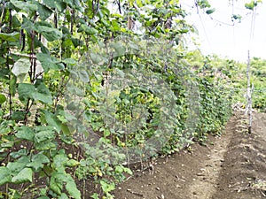 Passion fruit trees on a farm in Balamban, Cebu, Philippines