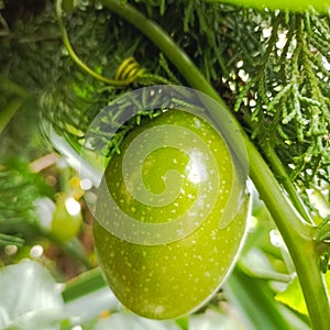 Passion fruit among the trees. it's harvest time!