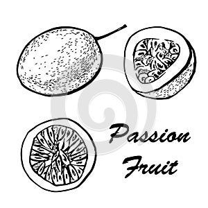 Passion fruit vector illustration. Exotic tropical fruit vector drawings isolated on white background. Botanical