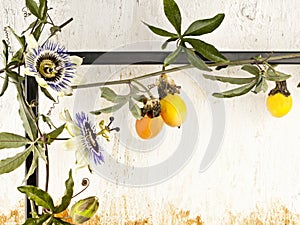 Passion fruit vine with flowers against a textured wall