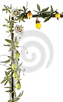 Passion fruit vine with flowers isolated on white