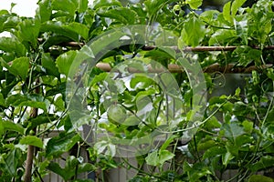 A passion fruit vine grows vigourously on a trellis in a home garden creating shelter and decoration