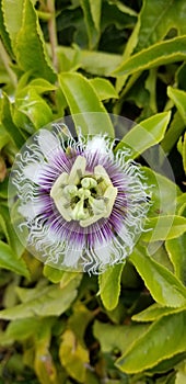 Passion Fruit on the Vine - Passiflora edulis Flower