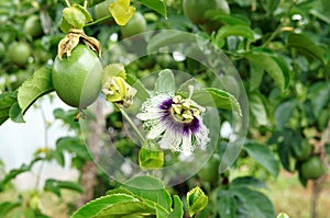 Passion fruit, vitamin C, healthy food, passionfruit