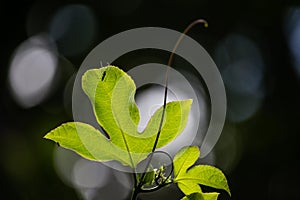 Passion fruite leaf- Passiflora edulis