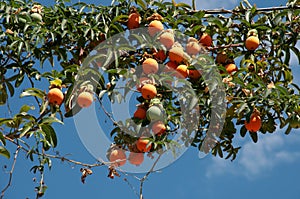 passion fruits against a blue sky