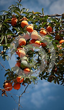 passion fruits against a blue sky