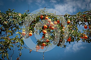 passion fruits against a blue sky