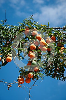 passion fruits against a blue sky
