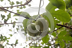 passion fruits hanging on tree