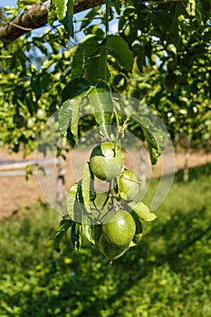 Passion fruits on the vine