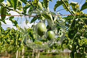 Passion fruits on the vine
