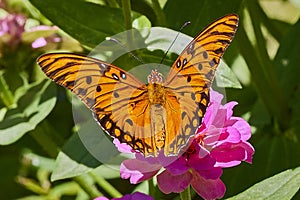 The passion or gulf fritillary  butterfly with spread wings on pink Zinnia flower.