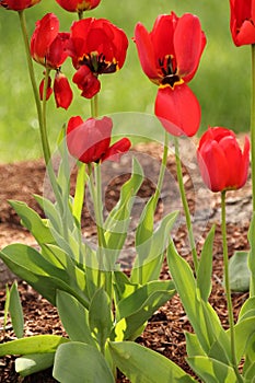 PASSION< LOVE< LUST< bright red tulips with one petal flapped open. standing tall (minus one petal) photo