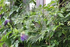 Passion Zebra longwing butterfly