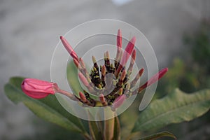 Passionate Petals: The Enchanting Red Frangipani