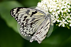 Passionflower butterfly Nymphalidae