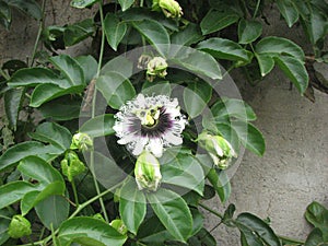 Passionflower flower, foliage, concrete wall
