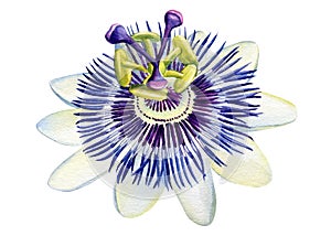 Passionflower flower on isolated white background, watercolor illustration painting