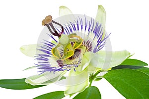 Passionflower on a leaf photo
