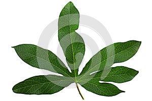 Passionflower leaf closeup