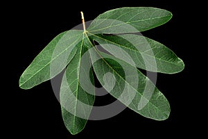 Passionflower leaf closeup