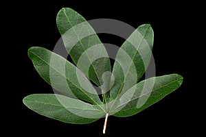 Passionflower leaf closeup photo